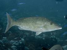 Longface Emperor - Lethrinus olivaceus