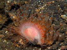Fragile File Shell - Limaria fragilis