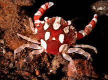 Harlequin Swimming Crab - Lissocarcinus laevis