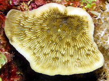 Lithophyllon undulatum - Lithophyllon undulatum