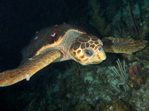 Loggerhead Turtle - Caretta caretta
