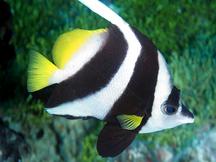Longfin Bannerfish - Heniochus acuminatus
