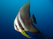 Longfin Spadefish - Platax teira