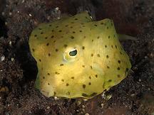 Longhorn Cowfish - Lactoria cornuta