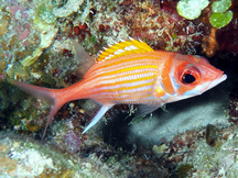 Longjaw Squirrelfish - Neoniphon marianus