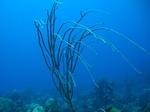 Long Sea Whip - Ellisella elongata