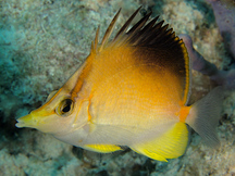 Longsnout Butterflyfish - Prognathodes aculeatus