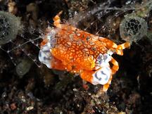 Pretty Reef Round Crab - Lophozozymus pulchellus