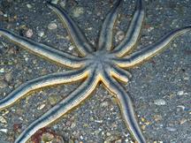 Nine-Armed Sea Star - Luidia senegalensis