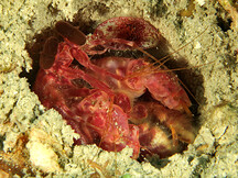 Caribbean Reef Mantis Shrimp - Lysiosquillina glabriuscula