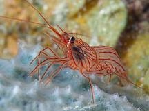 Sponge Peppermint Shrimp - Lysmata pederseni