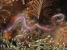 Violet Brittle Star - Macrophiothrix nereidina