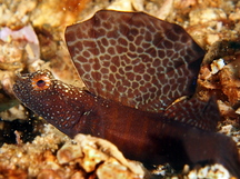 Magnificent Shrimpgoby - Tomiyamichthys emilyae