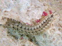 Variegated Scale Worm - Malmgreniella variegata