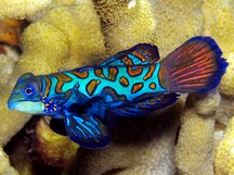 Mandarinfish - Synchiropus splendidus