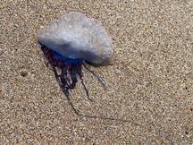 Portuguese Man o' War - Physalia physalis