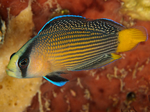 Splendid Dottyback - Manonichthys splendens