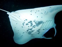 Reef Manta Ray - Manta alfredi