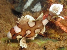 Many-Spotted Sweetlips - Plectorhinchus chaetodonoides