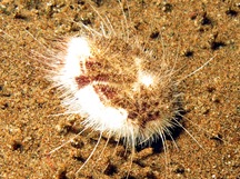 Longspine Heart Urchin - Maretia planulata