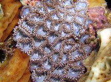 Mat Zoanthid - Zoanthus pulchellus