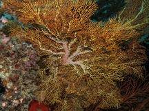 Giant Sea Fan - Melithaea sp.