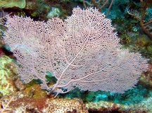 Wide-Mesh Sea Fan - Gorgonia mariae