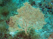 Wide-Mesh Sea Fan - Gorgonia mariae