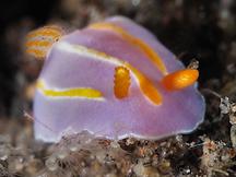 Tree-Lined Mexichromis - Mexichromis trilineata