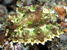 Pitted Miamira - Miamira miamirana