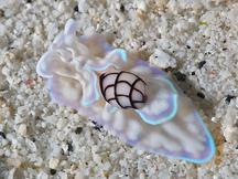 Micromelo guamensis - Micromelo guamensis