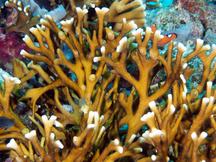 Intricate Fire Coral - Millepora intricata