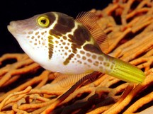 Mimic Filefish - Paraluteres prionurus