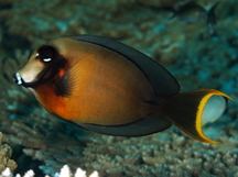 Mimic Surgeonfish - Acanthurus pyroferus