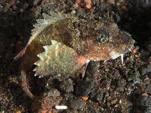 Striped Stinger - Minous trachycephalus