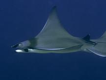 Devil Ray - Mobula mobular