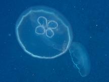 Moon Jelly - Aurelia aurita