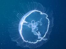 Moon Jelly - Aurelia aurita