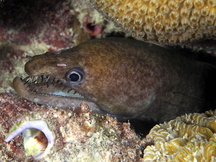 Viper Moray Eel - Enchelycore nigricans