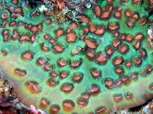 Mycedium robokaki - Mycedium robokaki