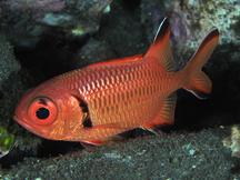 Robust Soldierfish - Myripristis robusta