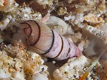 Pygmy Auger - Myurella pygmaea