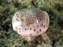 Thrush Cowrie - Naria turdus