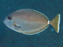 Whitemargin Unicornfish - Naso annulatus