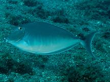 Humpback Unicornfish - Naso brachycentron
