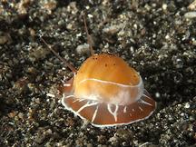 Oriental Moon Snail - Naticarius orientalis
