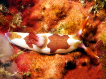 Chamberlain's Nembrotha - Nembrotha chamberlaini