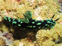 Crested Nembrotha - Nembrotha cristata