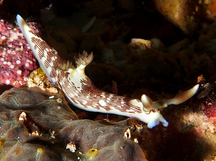 Lined Nembrotha - Nembrotha lineolata