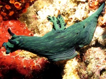 Miller's Nembrotha - Nembrotha milleri